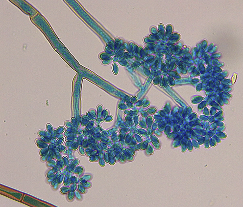 Imagen de la galería del Laboratorio de Fitopatología Frutal y Molecular: image14