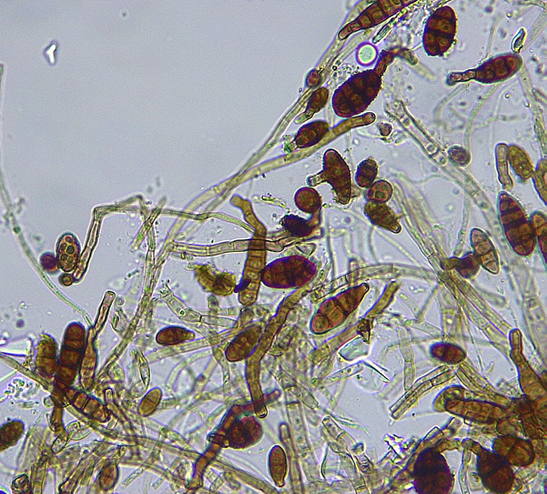 Imagen de la galería del Laboratorio de Fitopatología Frutal y Molecular: image15