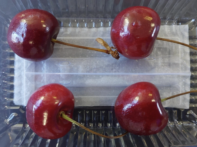 Imagen de la galería del Laboratorio de Fitopatología Frutal y Molecular: image16