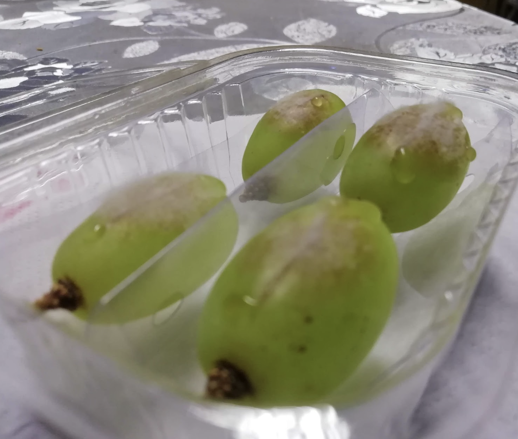 Imagen de la galería del Laboratorio de Fitopatología Frutal y Molecular: image18