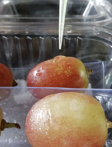 Imagen de la galería del Laboratorio de Fitopatología Frutal y Molecular: image19