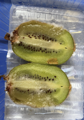 Imagen de la galería del Laboratorio de Fitopatología Frutal y Molecular: image20