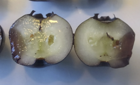 Imagen de la galería del Laboratorio de Fitopatología Frutal y Molecular: image22