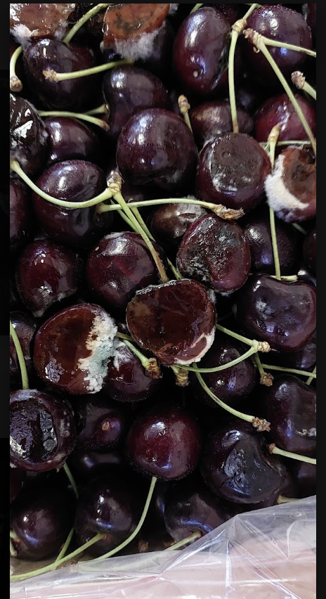 Imagen de la galería del Laboratorio de Fitopatología Frutal y Molecular: image23