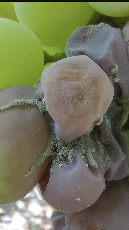 Imagen de la galería del Laboratorio de Fitopatología Frutal y Molecular: image24