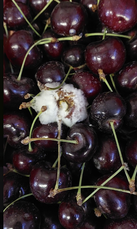 Imagen de la galería del Laboratorio de Fitopatología Frutal y Molecular: image25