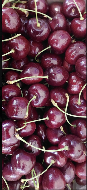 Imagen de la galería del Laboratorio de Fitopatología Frutal y Molecular: image27