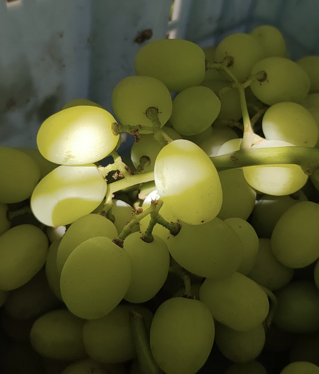 Imagen de la galería del Laboratorio de Fitopatología Frutal y Molecular: image28