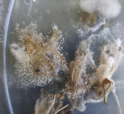 Imagen de la galería del Laboratorio de Fitopatología Frutal y Molecular: image37
