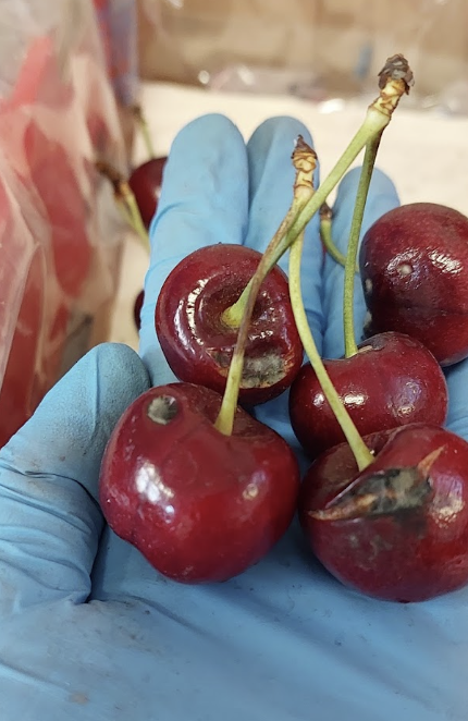 Imagen de la galería del Laboratorio de Fitopatología Frutal y Molecular: image5
