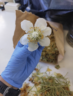 Imagen de la galería del Laboratorio de Fitopatología Frutal y Molecular: image6