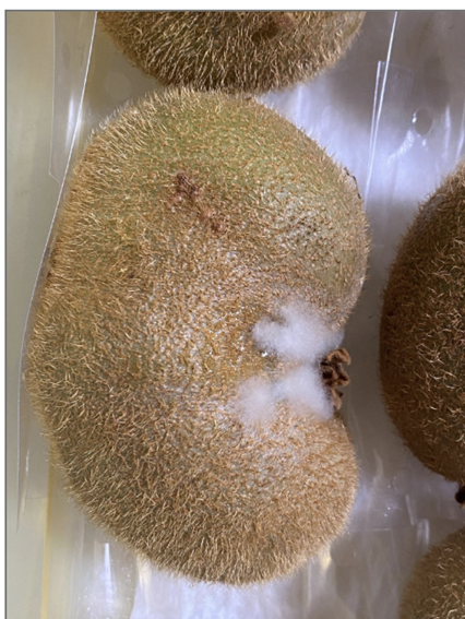 Imagen de la galería del Laboratorio de Fitopatología Frutal y Molecular: image7