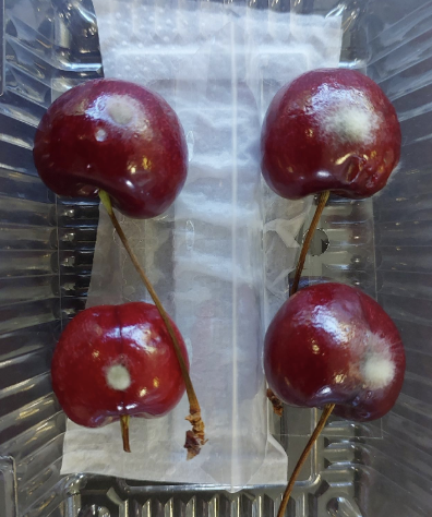 Técnicas microbiológicas del laboratorio