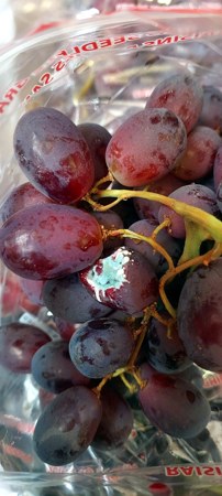 Seminario de manejo integrado de Botrytis en vides, arándanos, cerezos y kiwi
